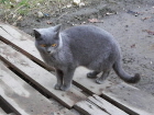 Nalezen koka